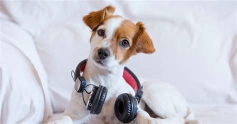 Do Dogs Listen to Music? A Delicate Balance of Perception and Response