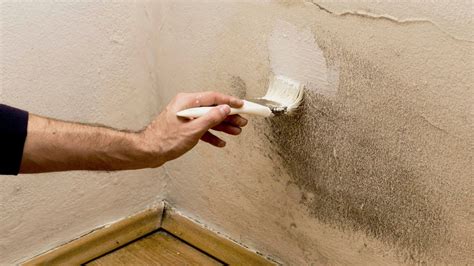 Does Painting Over Black Mold Kill It? A Detailed Analysis