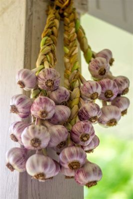 How to Braid Garlic for Drying: An Unexpected Journey Through Culinary Preservation and Creativity